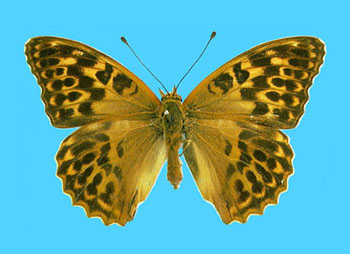 Argynnis paphia female (aberrant form confluens, Castle Russell, 7-11-1919) (Internet Image property of respective owner, non-commercial use only)